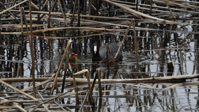 American Coot (Red-shielded) - ML584455611