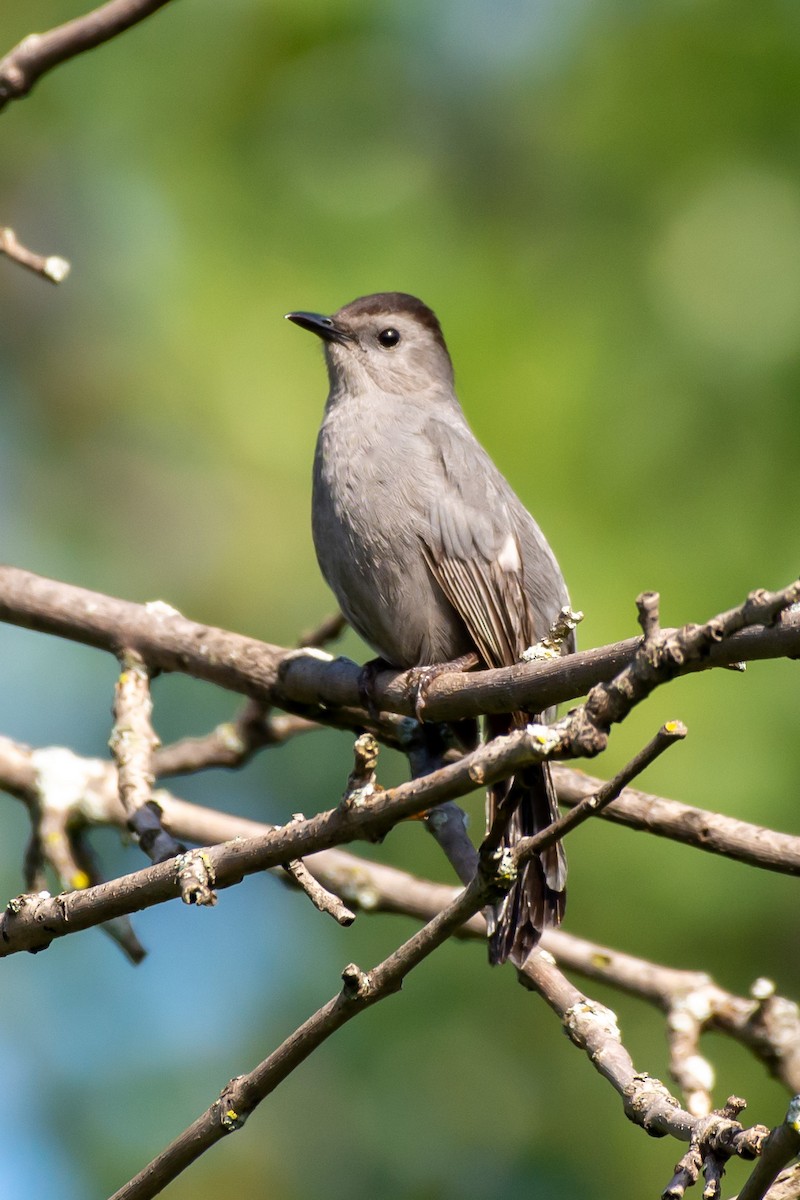 Gray Catbird - ML584456191