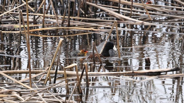 American Coot (Red-shielded) - ML584456421