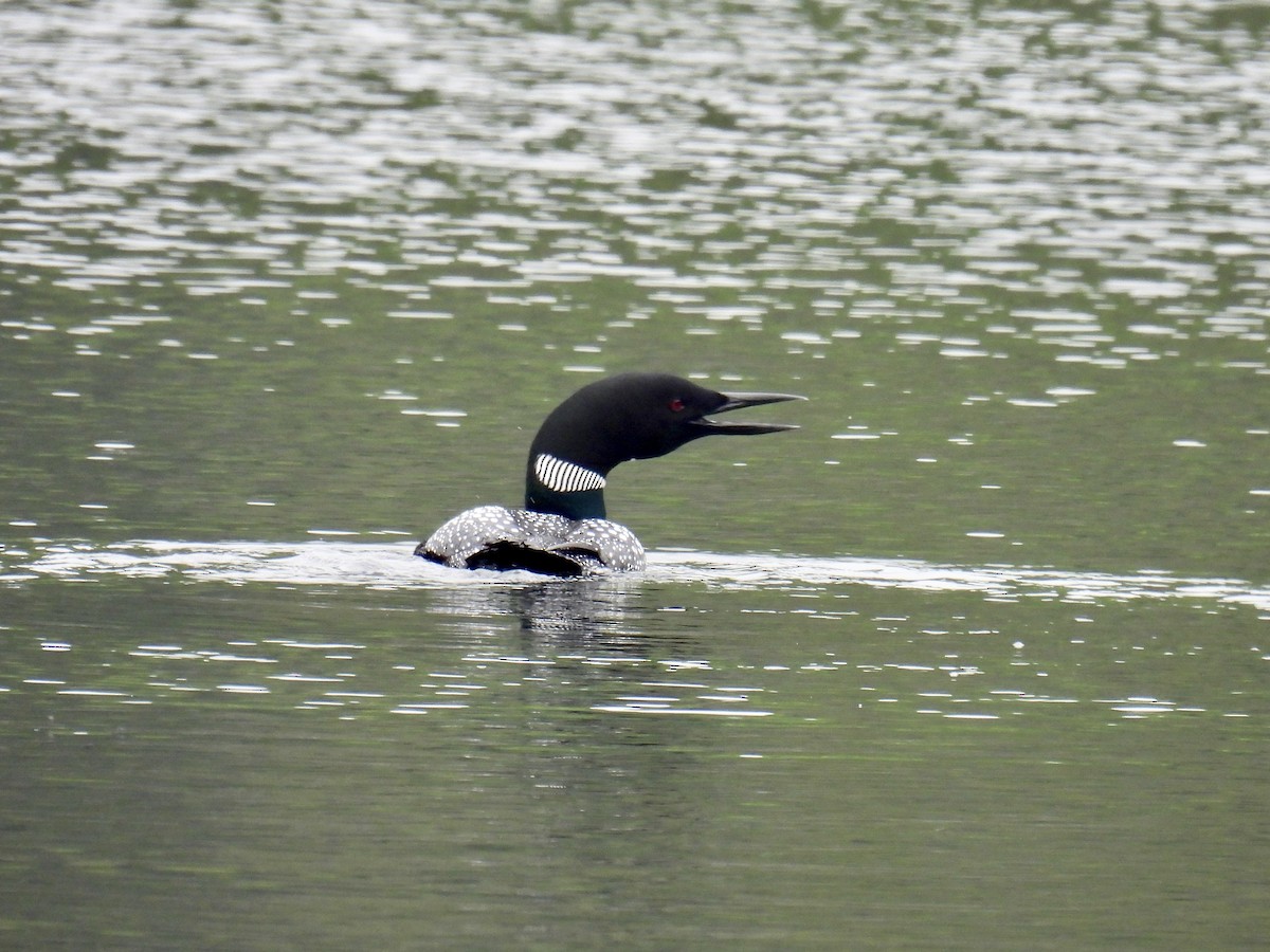 Common Loon - ML584456501