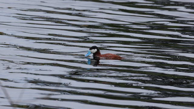 Ruddy Duck - ML584456801