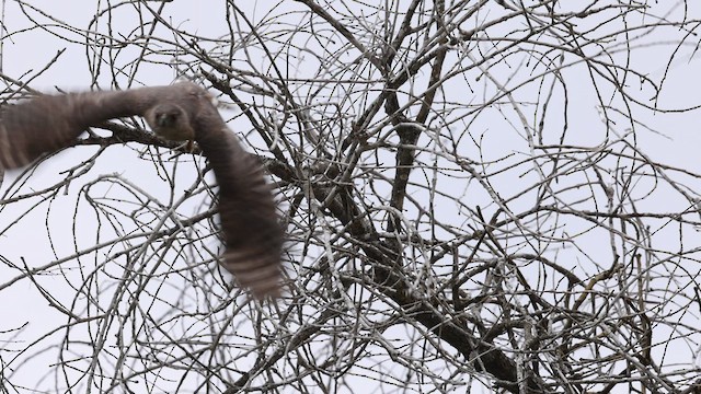 Cooper's Hawk - ML584457401