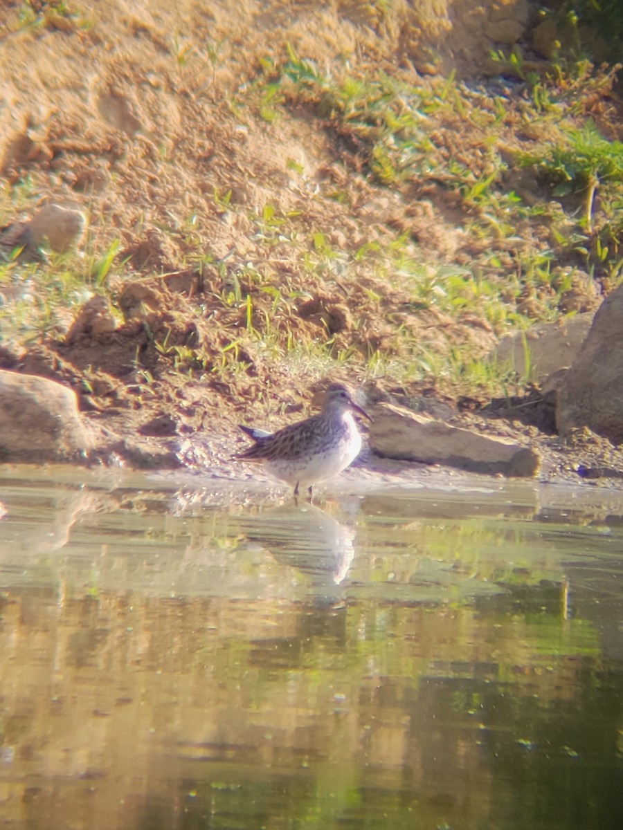 White-rumped Sandpiper - ML584457411