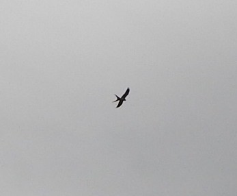 Swallow-tailed Kite - jonathan clark