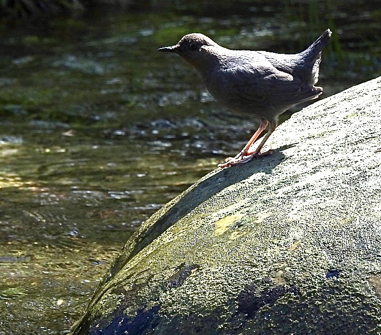 American Dipper - ML584458581