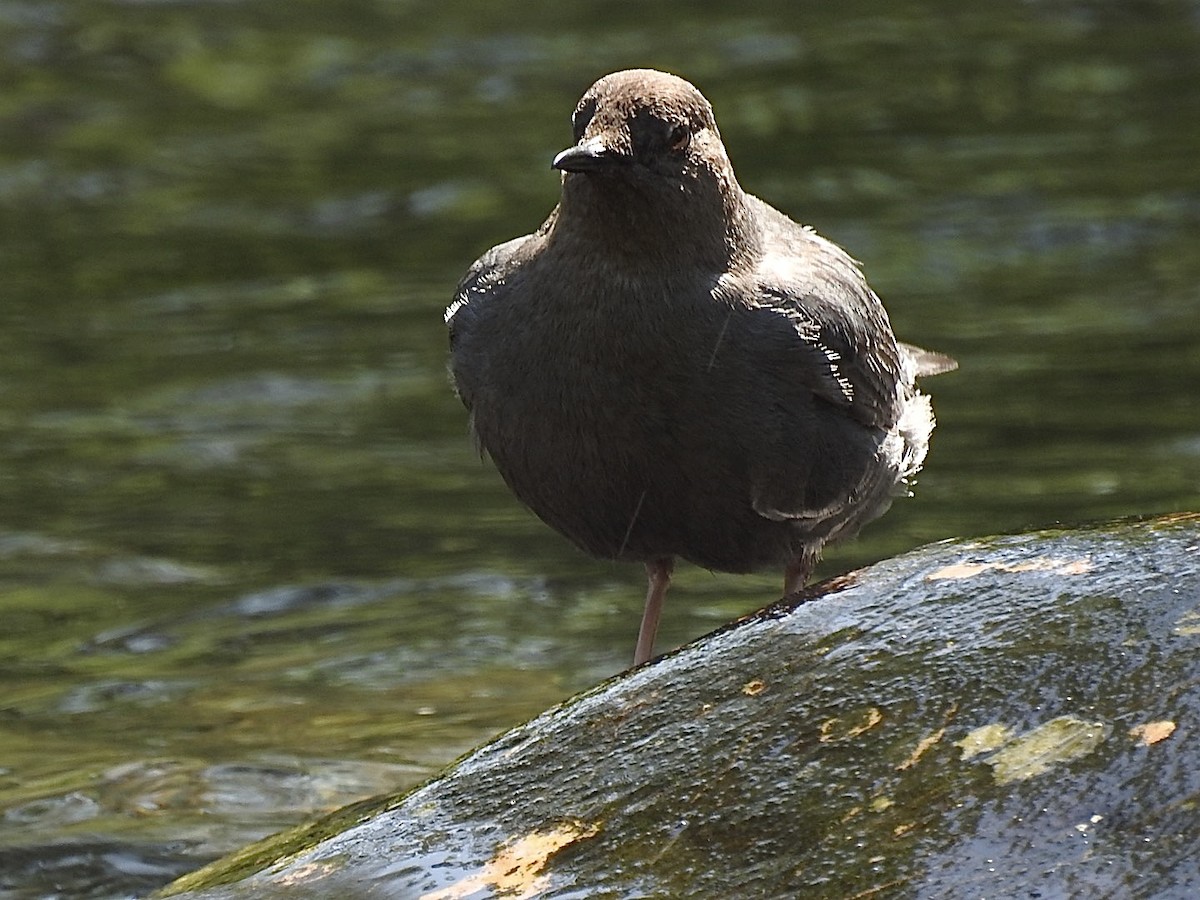 American Dipper - ML584458591