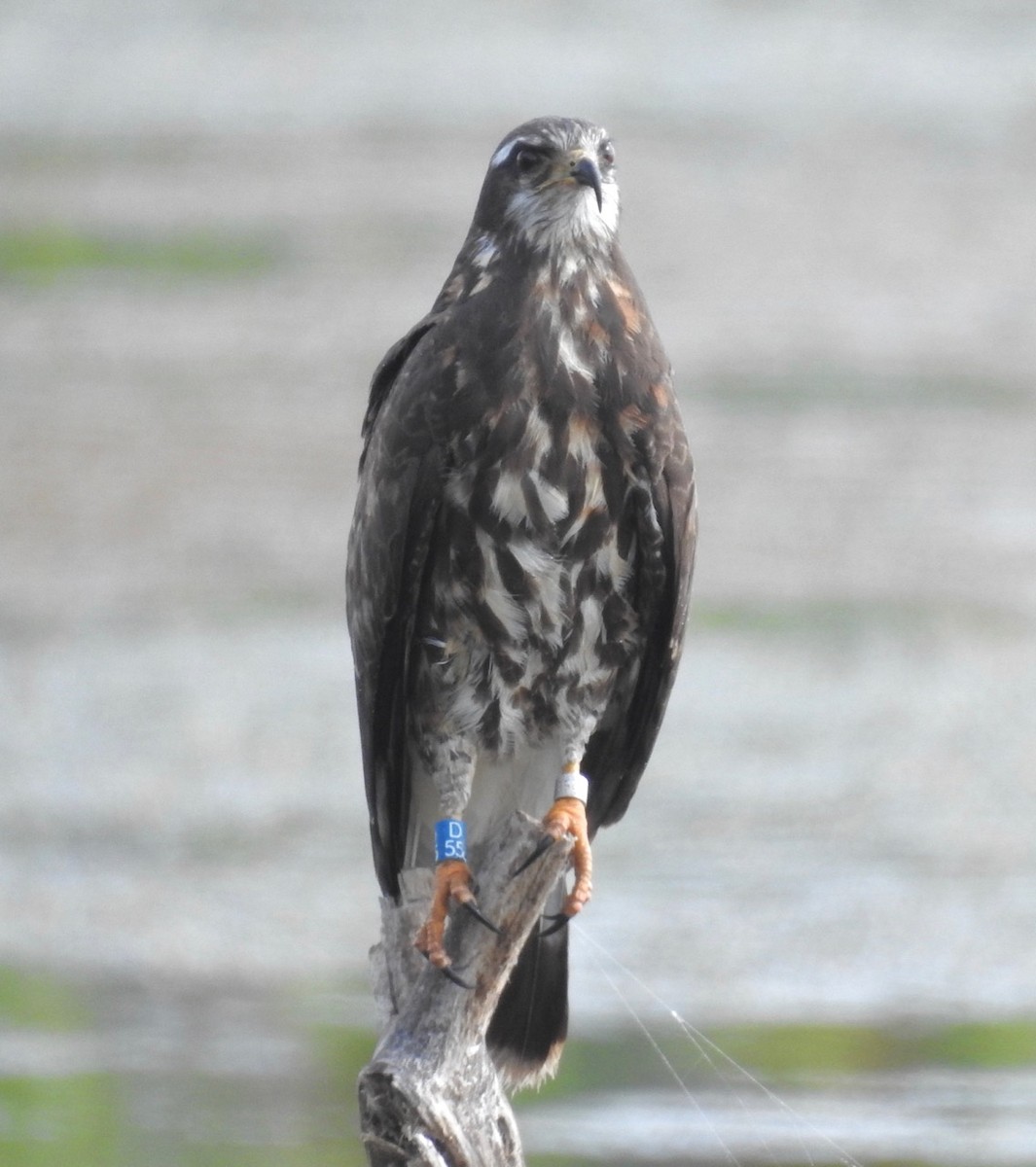 Snail Kite - ML584458691