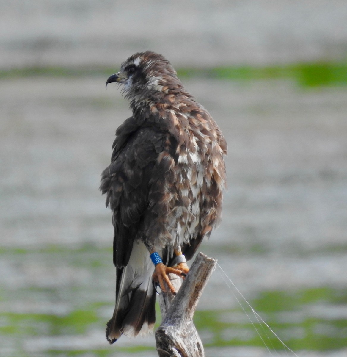 Snail Kite - ML584458701