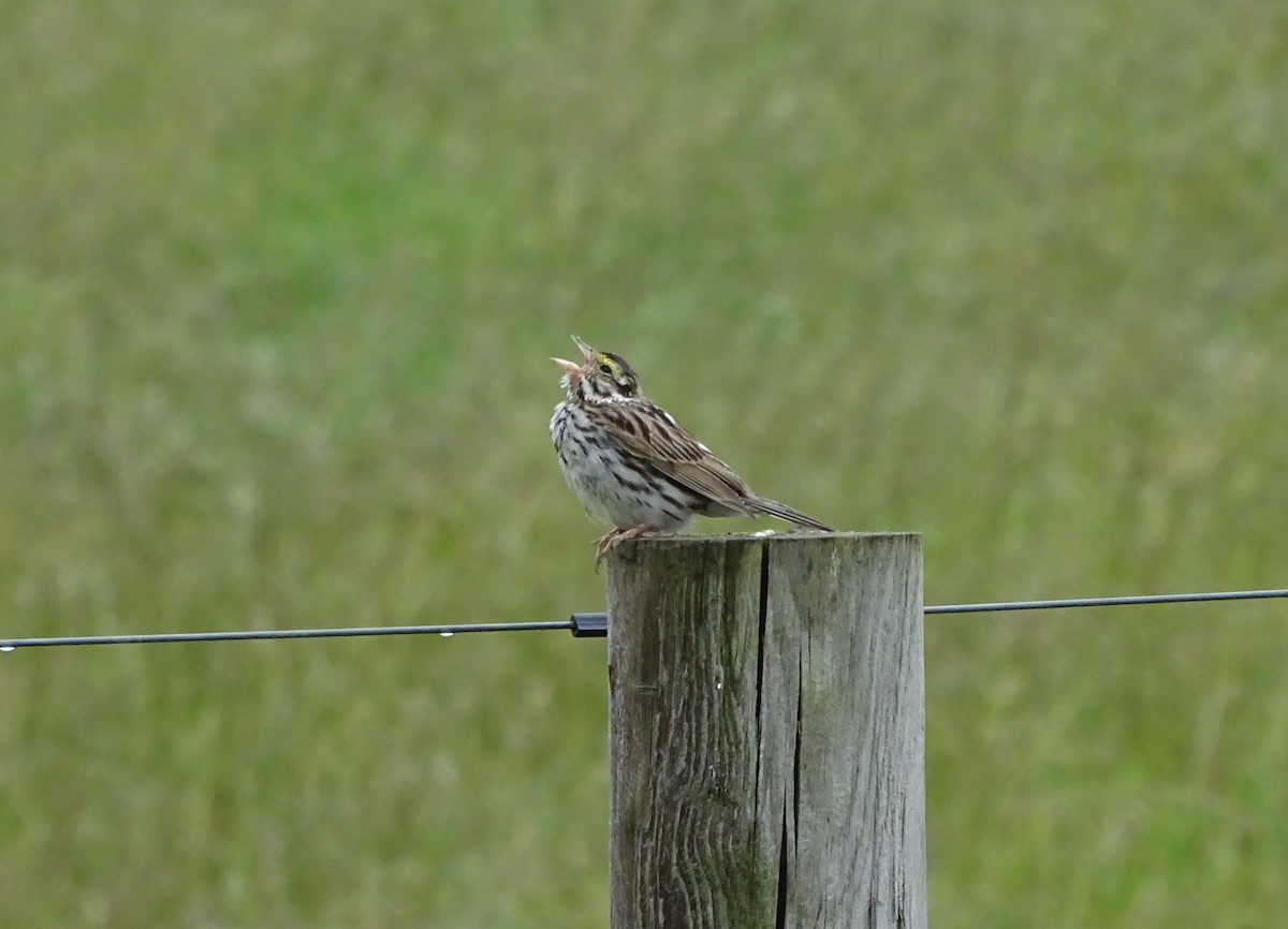 Savannah Sparrow - ML584459741