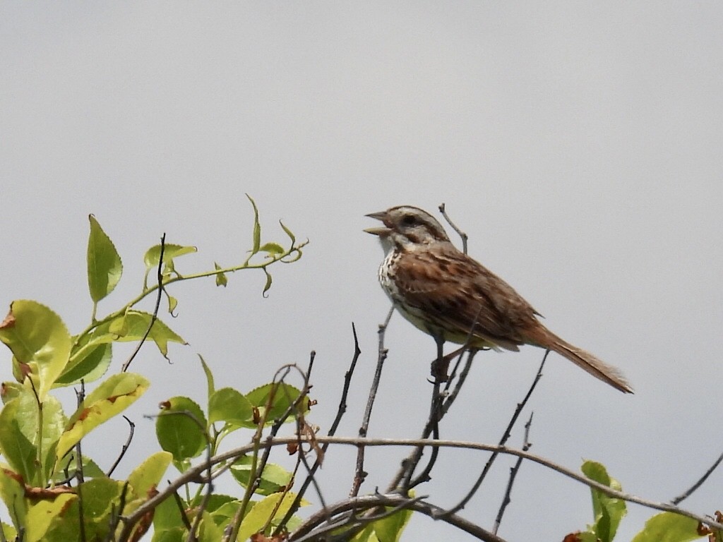 Song Sparrow - Douglas Cioffi