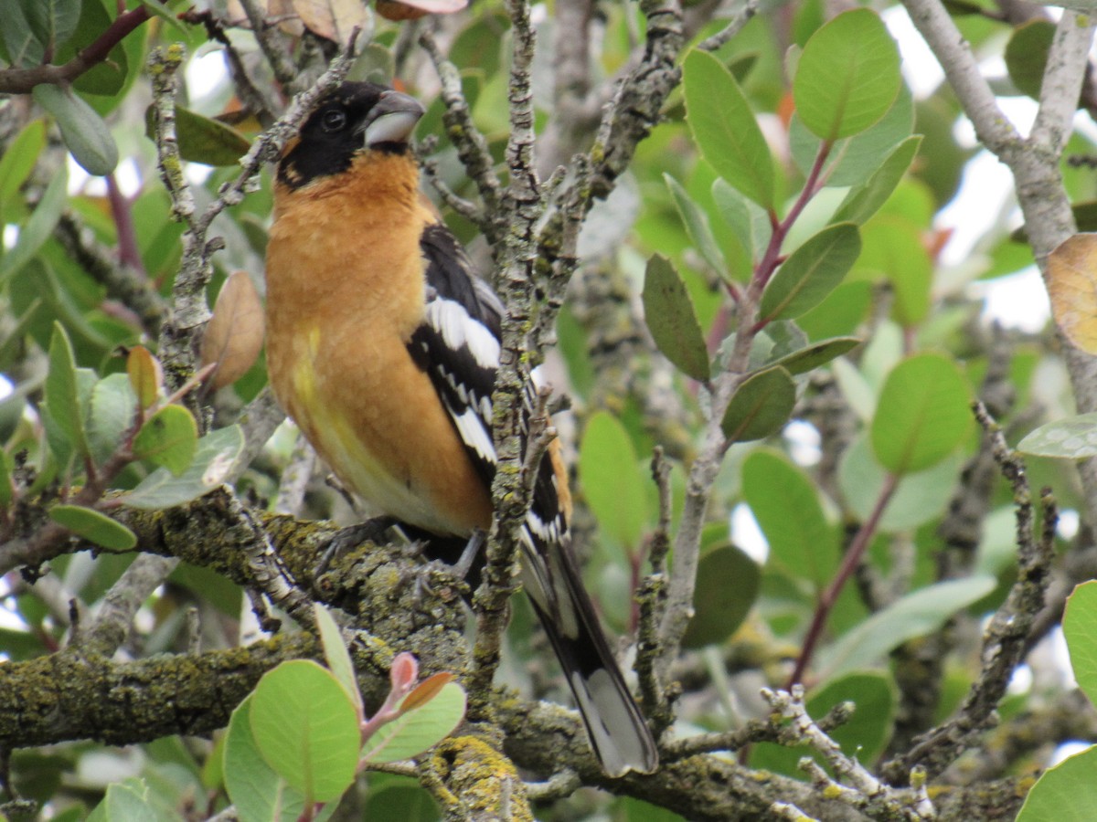 Black-headed Grosbeak - ML584461471