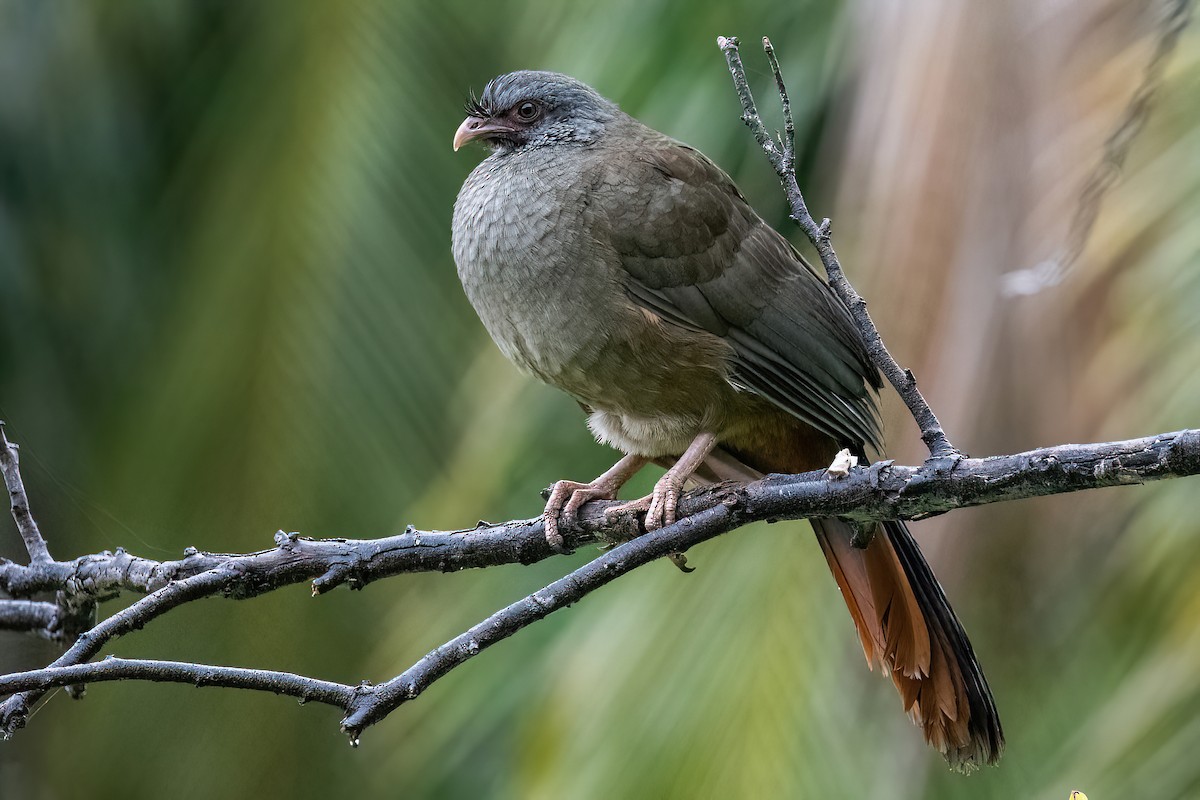 Chaco Chachalaca - Raphael Kurz -  Aves do Sul