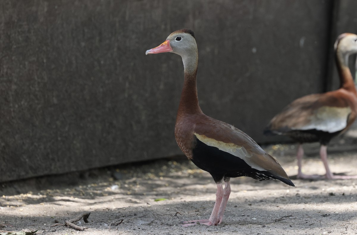 Black-bellied Whistling-Duck - ML584462751