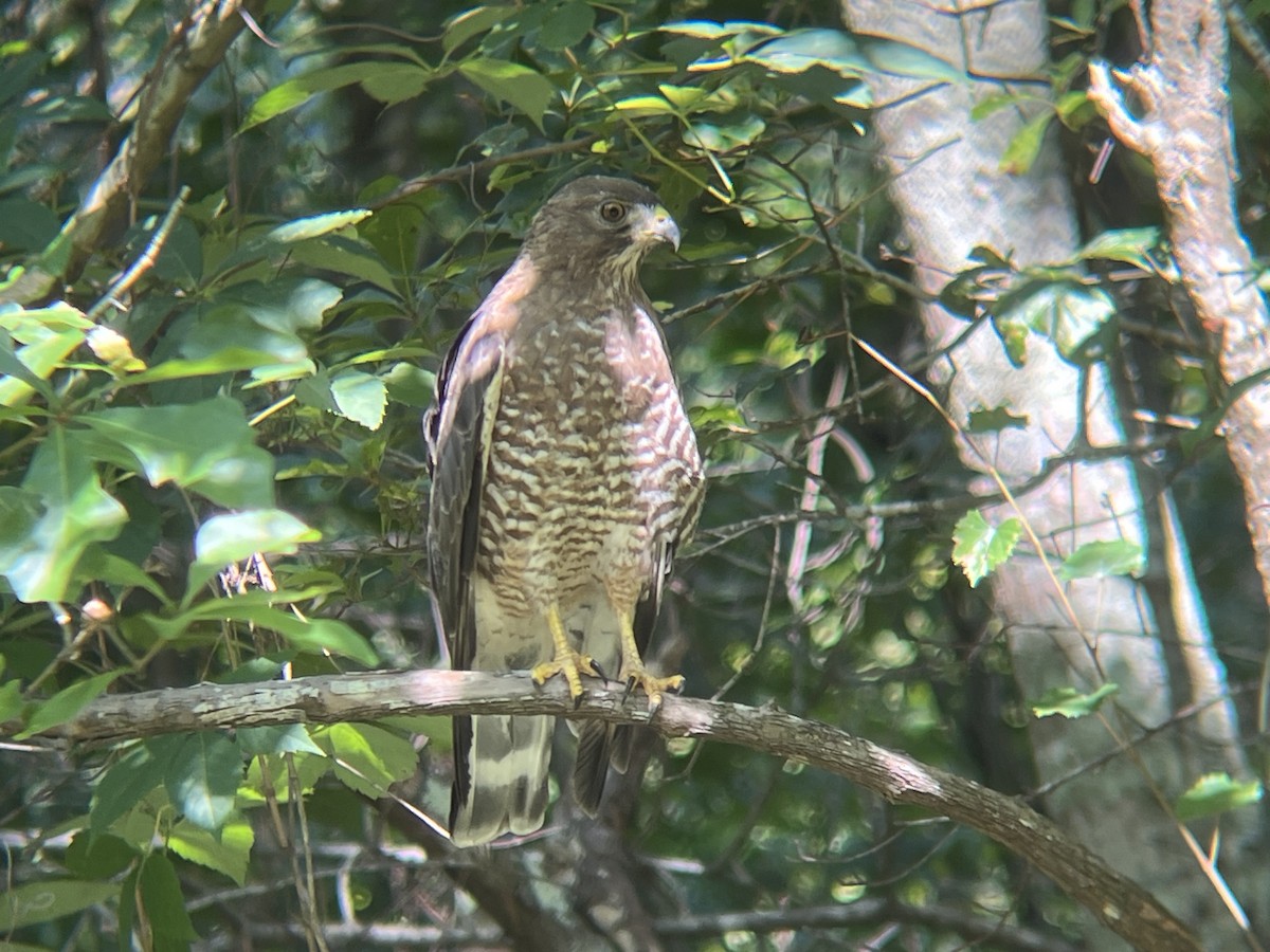 Broad-winged Hawk - ML584462921