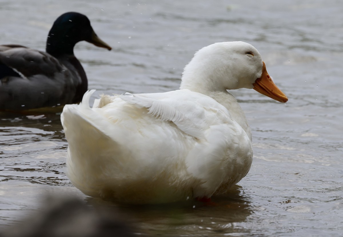 Mallard (Domestic type) - Anne Bielamowicz