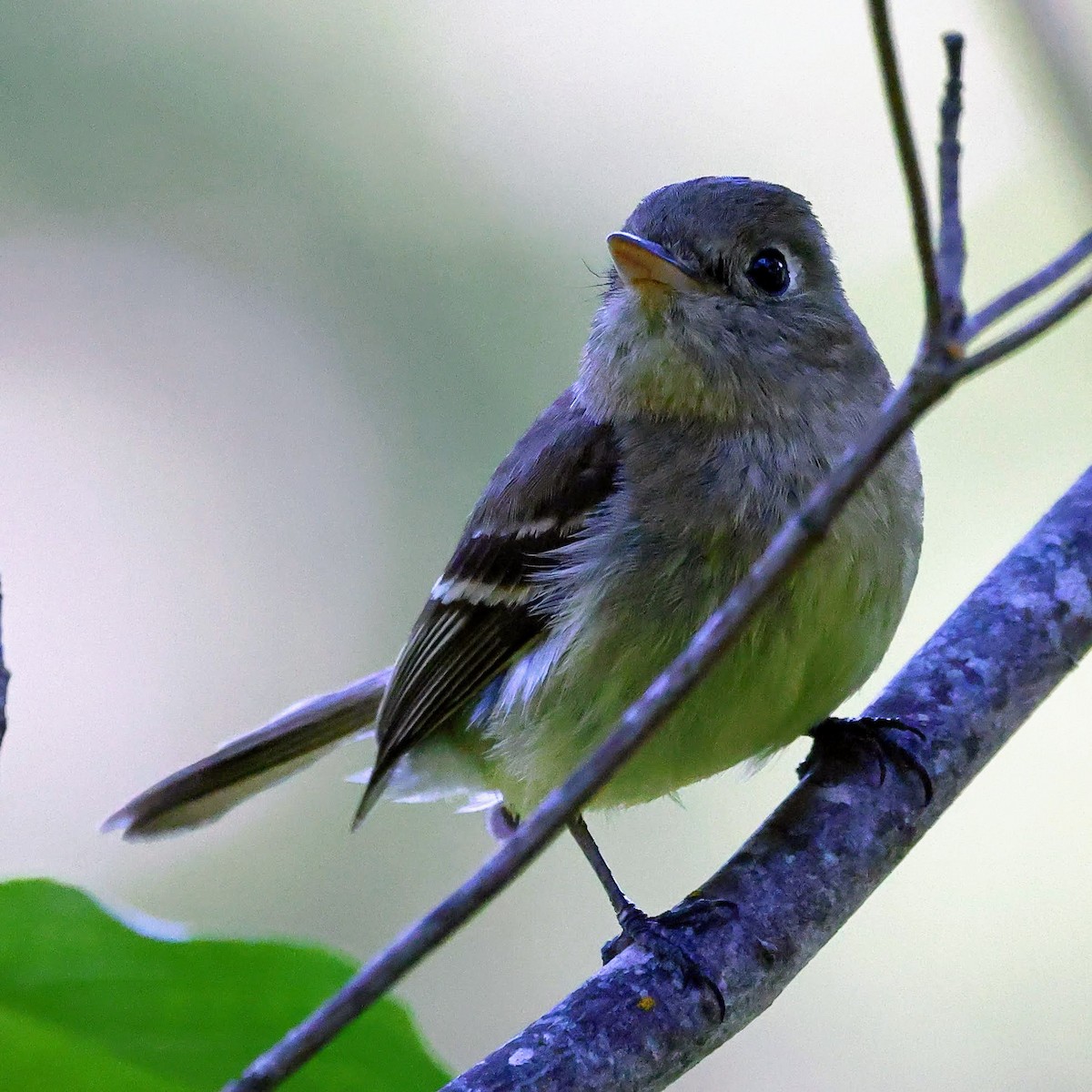 Western Flycatcher (Pacific-slope) - Keith Leland