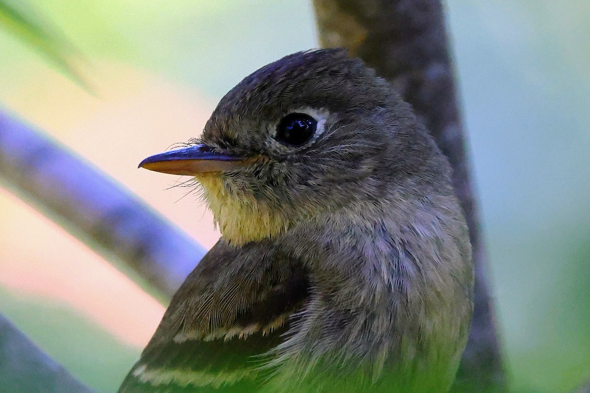 Western Flycatcher (Pacific-slope) - Keith Leland