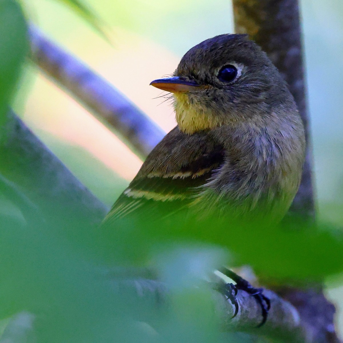 Western Flycatcher (Pacific-slope) - Keith Leland