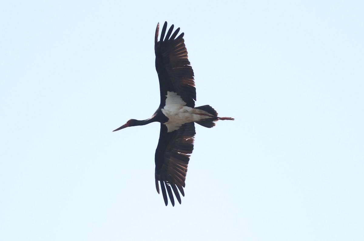 Black Stork - ML584464681