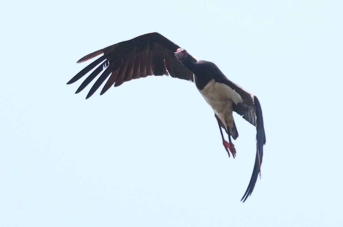 Black Stork - ML584464691