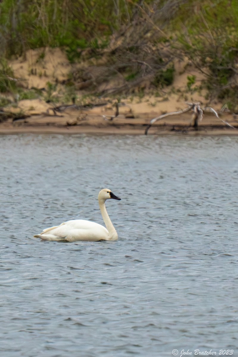 Tundra Swan - ML584465091