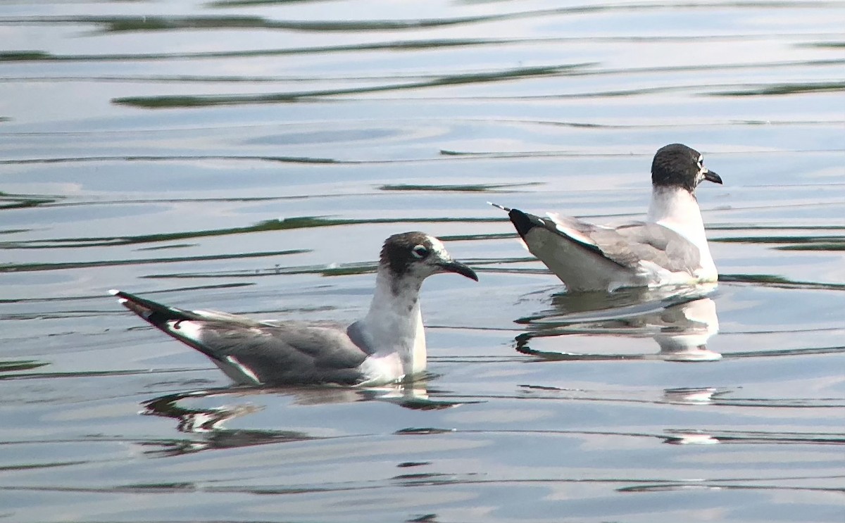 Franklin's Gull - ML584465571