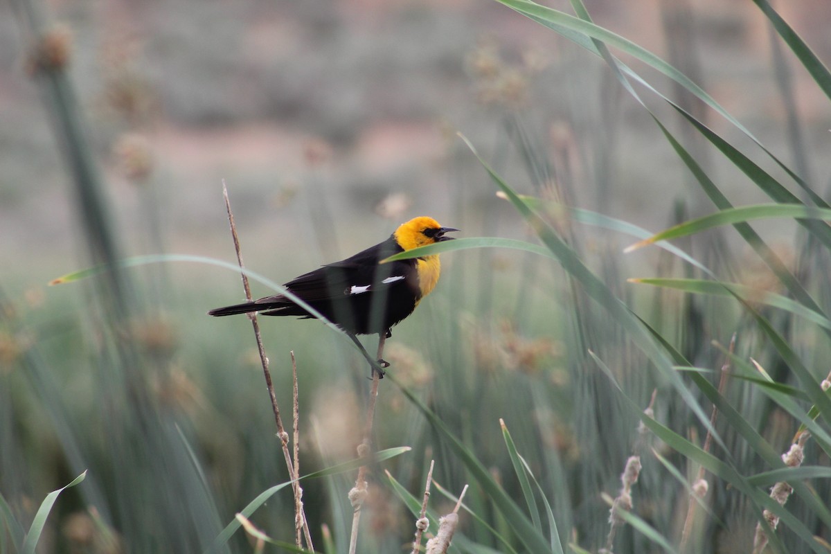 Yellow-headed Blackbird - ML584466621