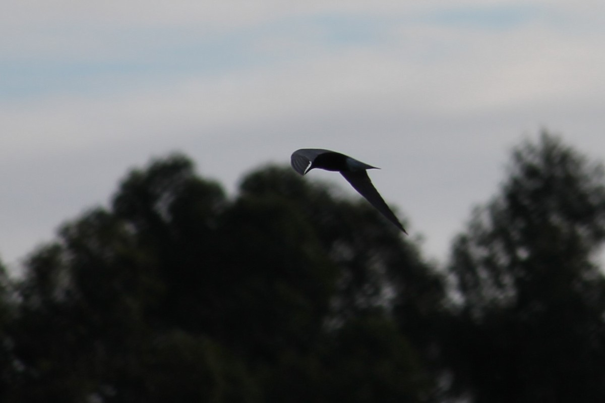 Black Tern - ML58446721