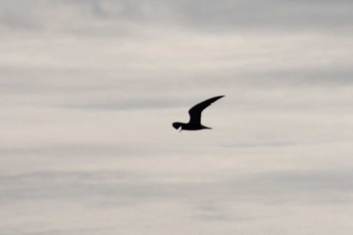 Black Tern - ML58446731