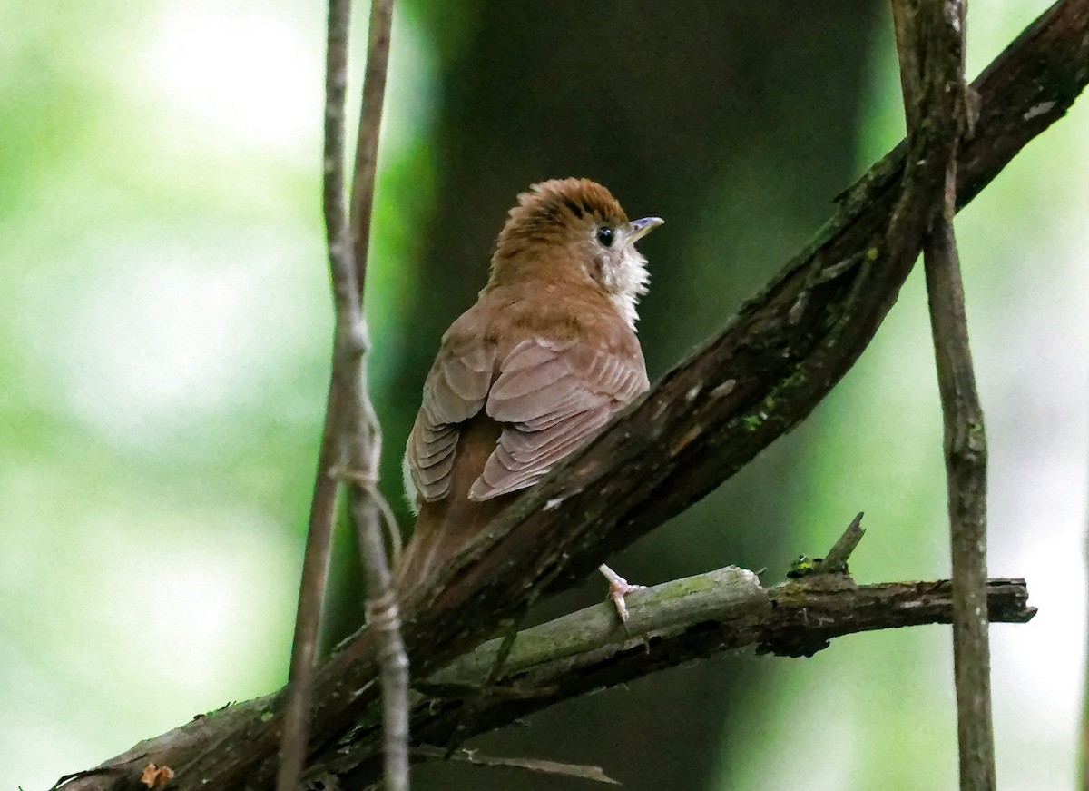 Veery - ML584467451