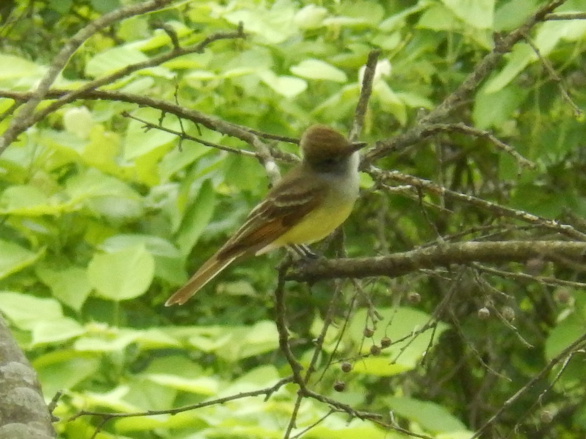 Great Crested Flycatcher - ML58446771