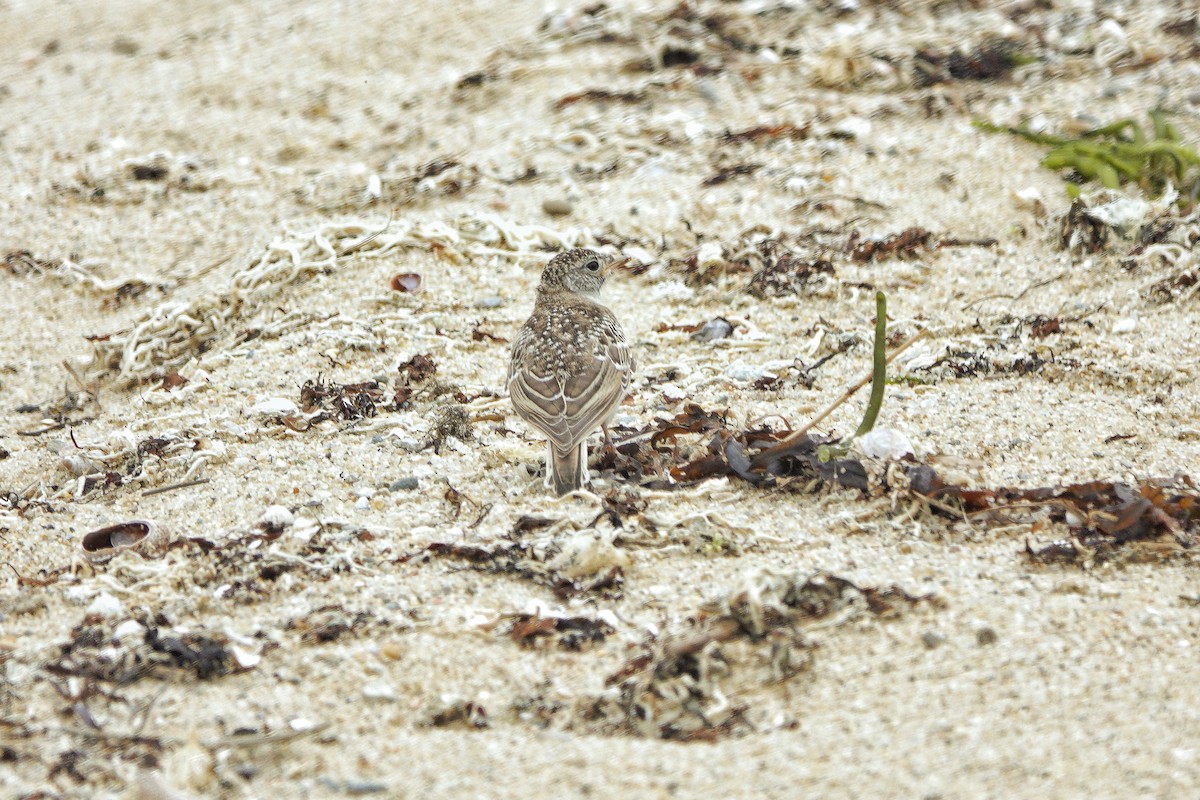 Horned Lark - ML584467741