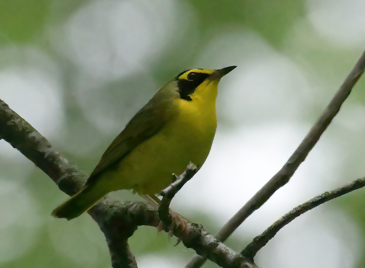 Kentucky Warbler - Chris Allen