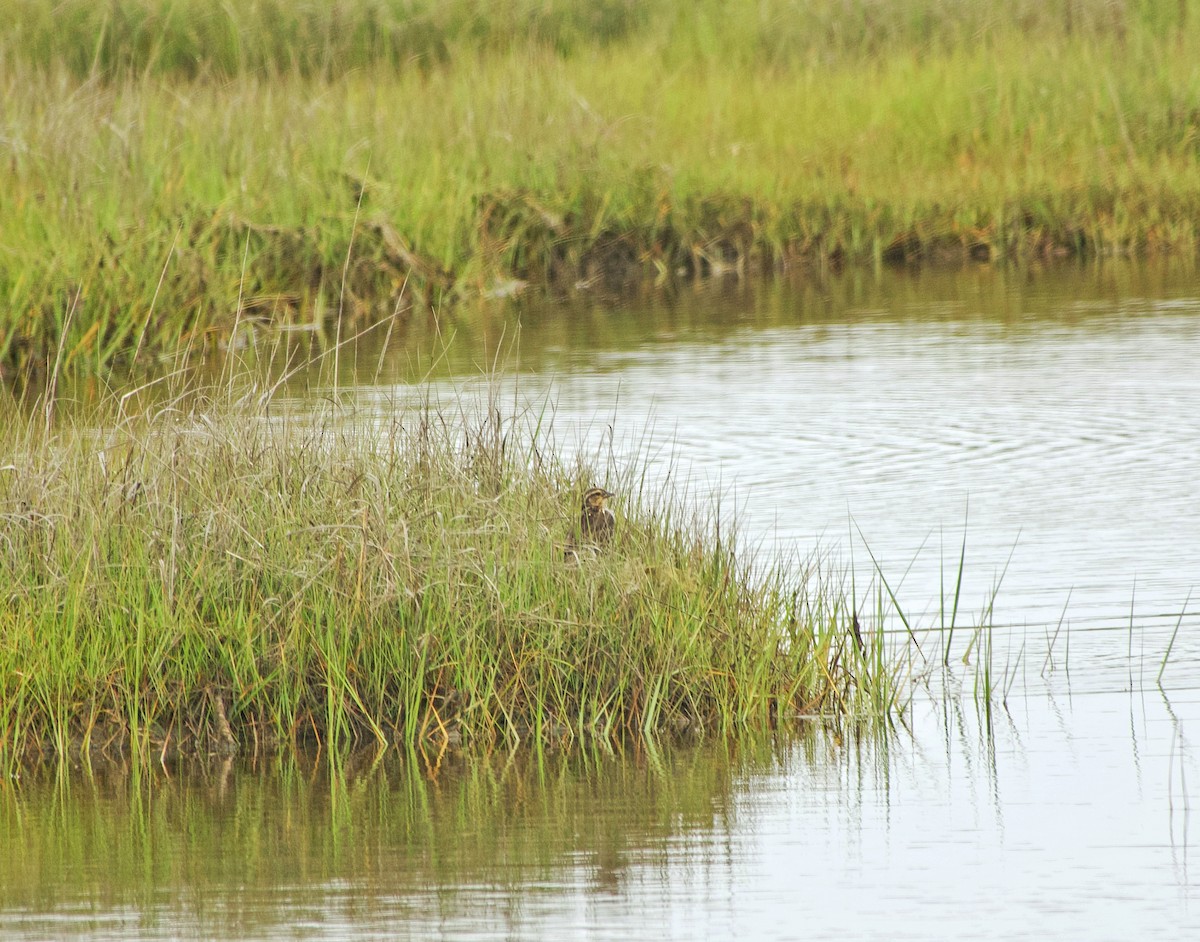 Saltmarsh Sparrow - Jim Carroll