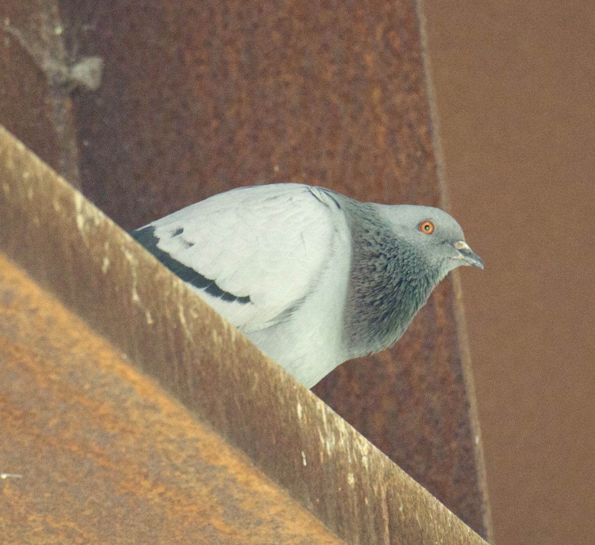 Rock Pigeon (Feral Pigeon) - ML584468871
