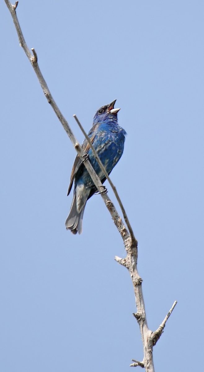 Indigo Bunting - ML584470051
