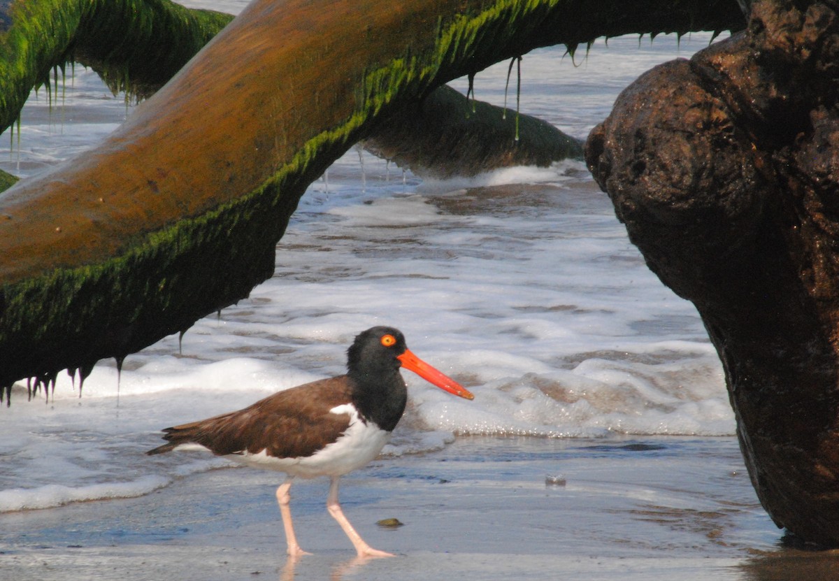 American Oystercatcher - ML584470171