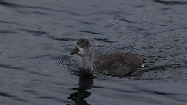 American Coot (Red-shielded) - ML584470281