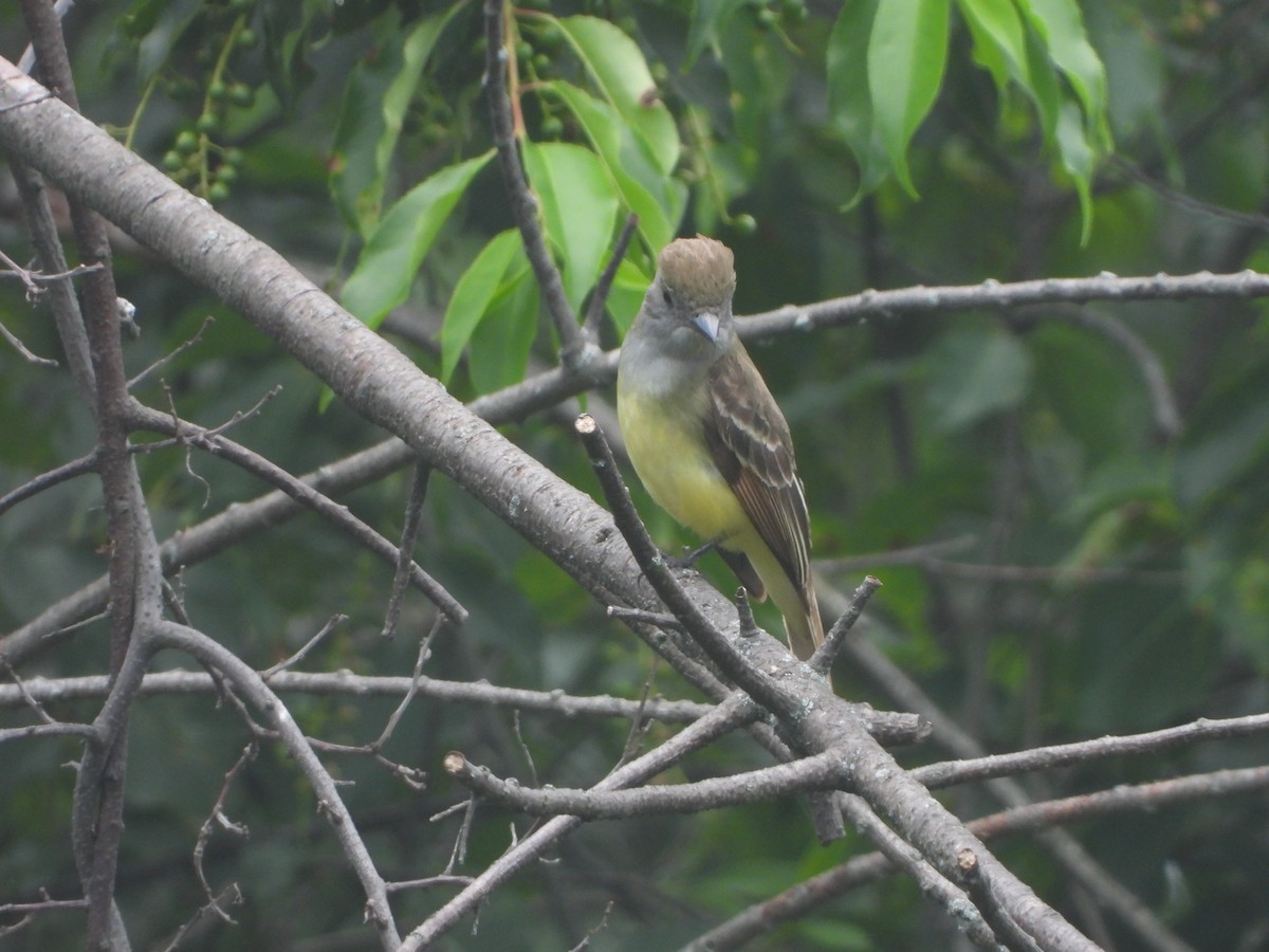 Great Crested Flycatcher - ML584470631