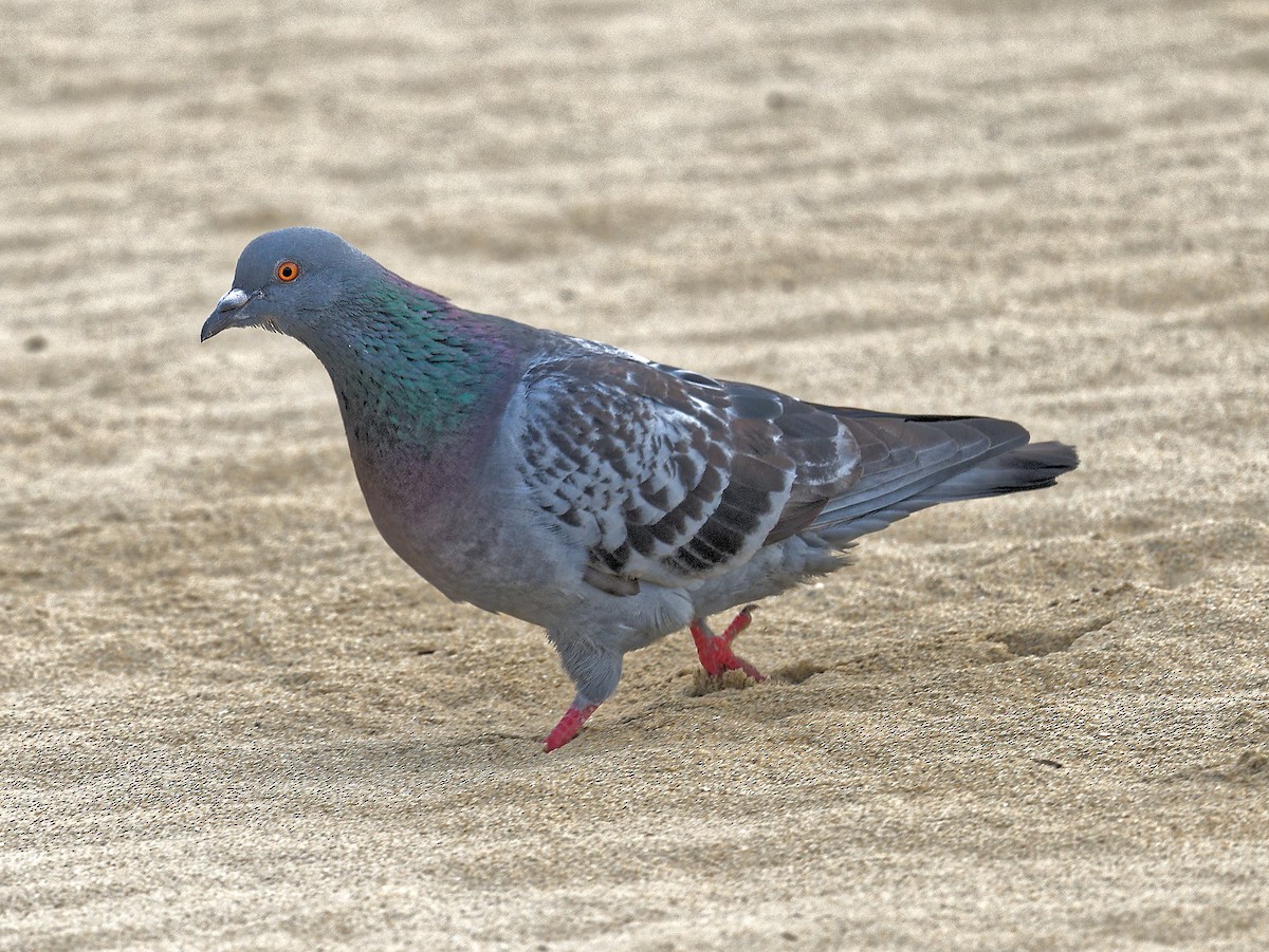 Rock Pigeon (Feral Pigeon) - ML584471671