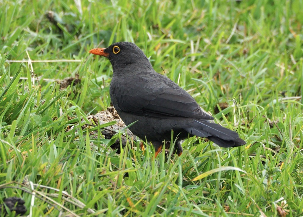 Great Thrush - ML584472091