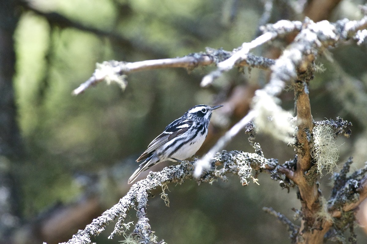 Black-and-white Warbler - Paul Gould