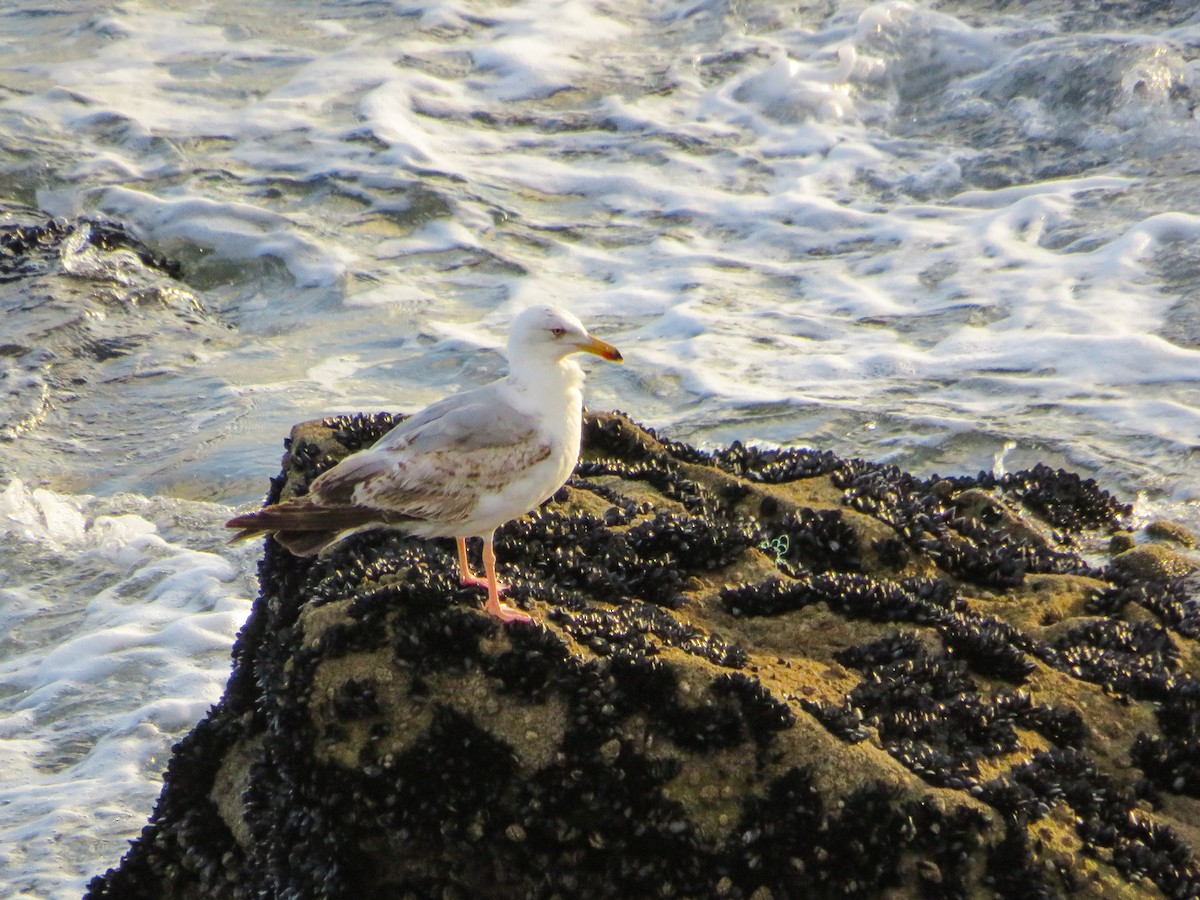 キアシセグロカモメ - ML584474161