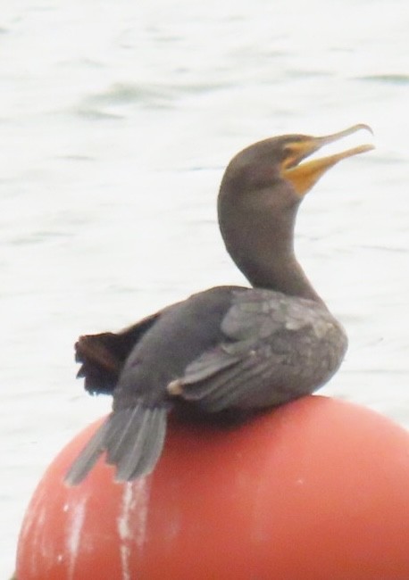 Double-crested Cormorant - ML584476301