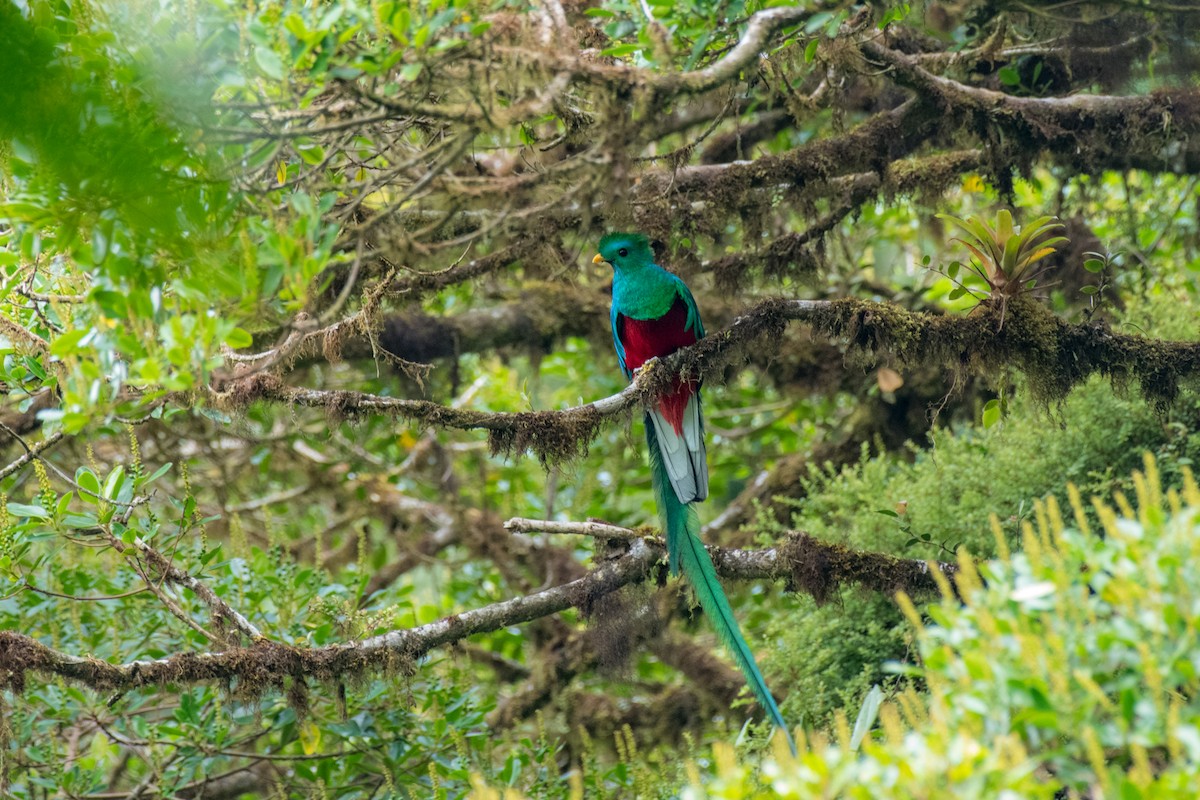 Resplendent Quetzal - ML584476821