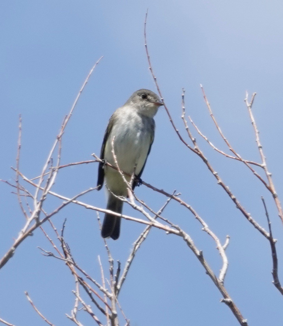 Willow Flycatcher - ML584479221