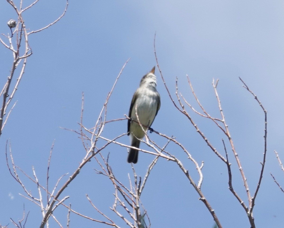 Willow Flycatcher - ML584479291