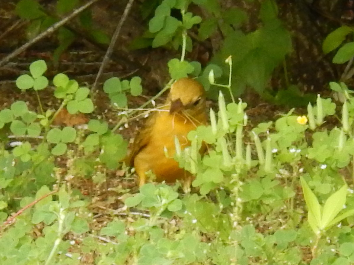 Summer Tanager - ML58447941