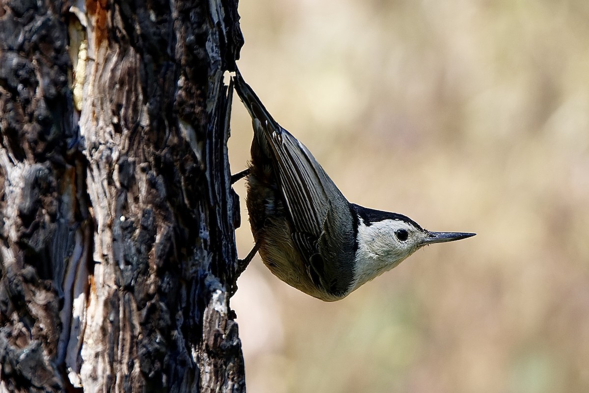 White-breasted Nuthatch - ML584479451