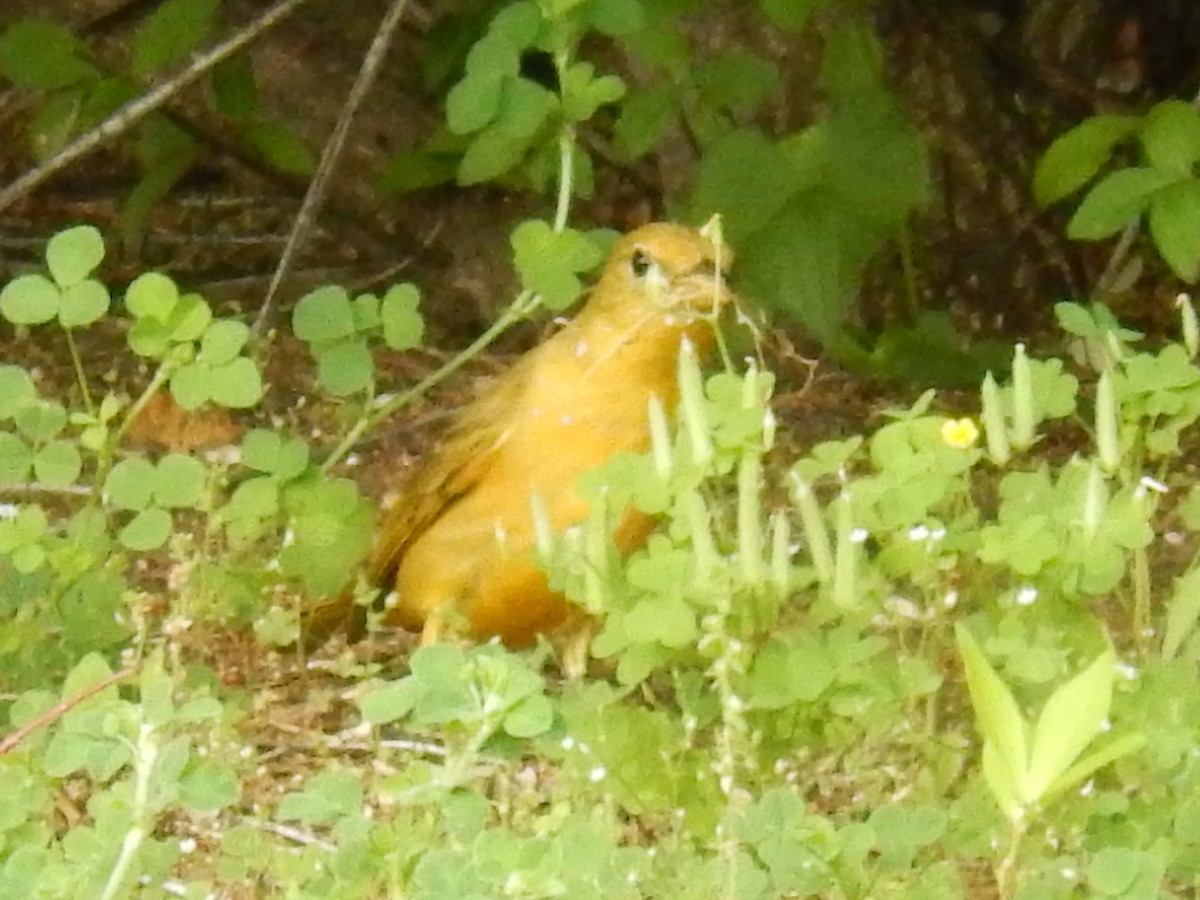 Summer Tanager - Ted 🦃